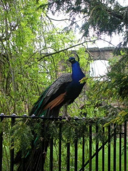 Abbey Peacock